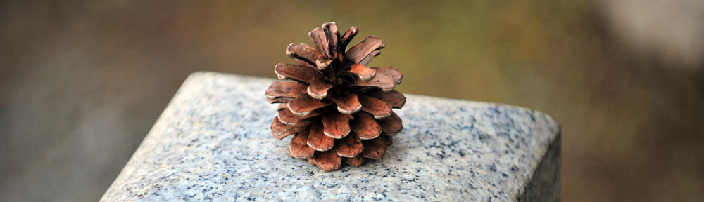 Pine cone